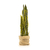 Sansevieria L