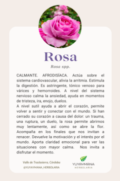Rosa microdosis - comprar online