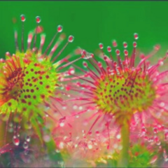 Drosera microdosis