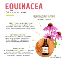 Equinacea (Echinacea purpurea) Tintura Madre - comprar online