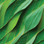 Imagem do Adesivo de Parede Folhas Tons de Verde Efeito Ondulado 3M