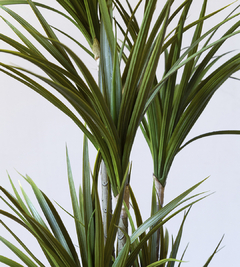 PLANTA LADY PALM - comprar online