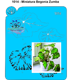 1014 - Miniatura Begonia Zumba