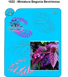 1022 - Miniatura Begonia Brevirinosa
