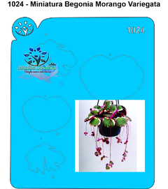 1024 - Miniatura Begonia Morango Variegata