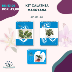 Kit Calathea Makoyana