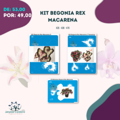 Kit Begonia Rex Macarena