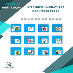 Kit 6 PNE12H Miniaturas - Orquídeas Raras - buy online