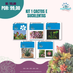 Kit 1 Cactos e Suculentas