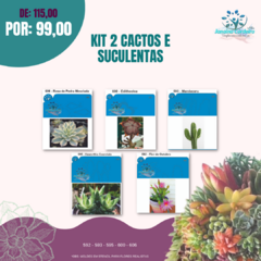 Kit 2 Cactos e Suculentas