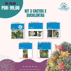 Kit 3 Cactos e Suculentas