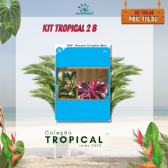 Kit Tropical 2 na internet