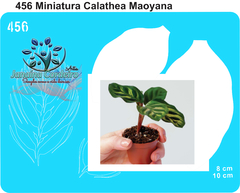 456 - Miniatura Calathea Maoyana