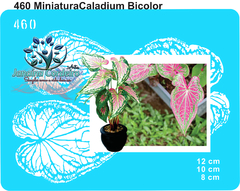 460 - Miniatura Caladium Bicolor