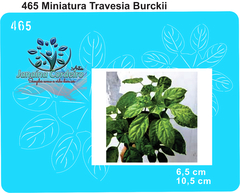 465 - Miniatura Travesia Burckii