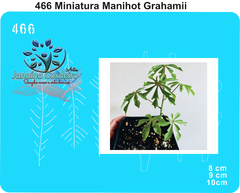466 - Miniatura Manihot Grahamii