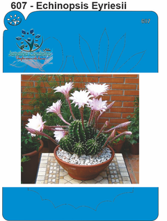 607 - Echinopsis Eyriesii