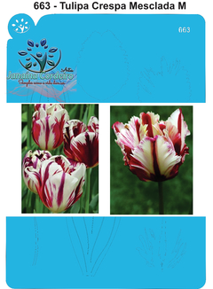 663 - Tulipa Crespa Mesclada M