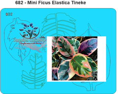 682 - Miniatura Ficus Elastica Tineke