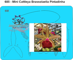 685 - Miniatura Cattleya Brassolaelia Pintada