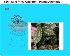 686 - Miniatura Pilea Cadierei / PLanta Aluminio