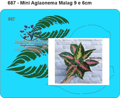 687 - Miniatura Aglaonema Malag 9 e 6cm