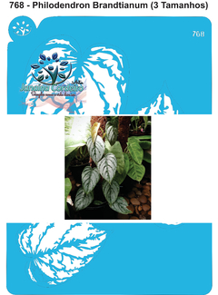 768 - Philodendron Brandtianum (3 Tamanhos)