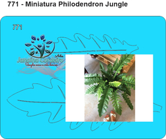 771 - Miniatura Philodendron Jungle