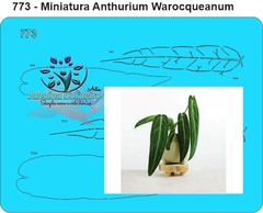 773 - Miniatura Anthurium Warocqueanum