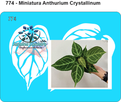 774 - Miniatura Anthurium Cystallinum