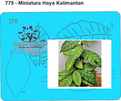 775 - Miniatura Hoya Kalimantan
