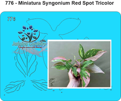 776 - Miniatura Syngonium Red Spot Tricolor