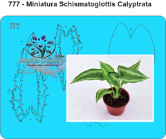 777 - Miniatura Schismatoglottis Calyptrata