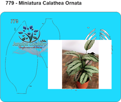 779 - Miniatura Calathea Ornata