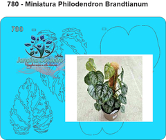 780 - Miniatura Philodendron Brandtianum