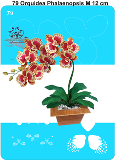 79 - Orquídea Paleanopsis Pintada M