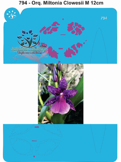 794 - Orquídea Miltonia Clowesii M 12cm