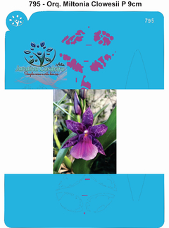 795 - Orquídea Miltonia Clowesii P 9cm