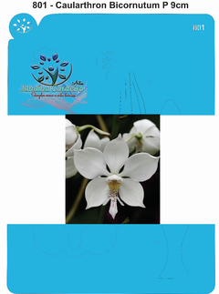 801 - Orquídea Caularthron Bicornutum P 9cm