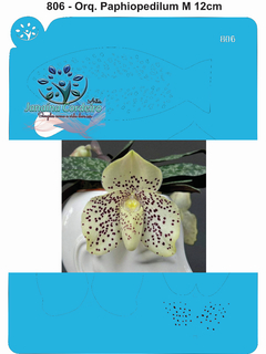 806 - Orquídea Paphiopedilum M 12cm
