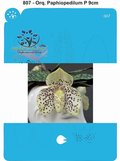 807 - Orquídea Paphiopedilum P 9cm