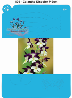 809 - Orquídea Calanthe Discolor P 9cm