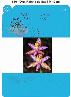 810 - Orquídea Rainha de Sabá M 12cm