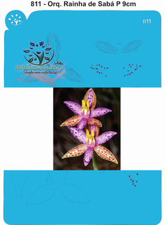 811 - Orquídea Rainha de Sabá P 9cm