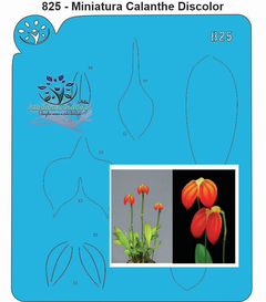825 - Miniatura Orquídea Calanthe Discolor