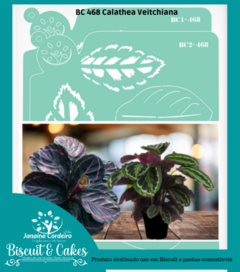 BC 468 - Calathea Veitchiana