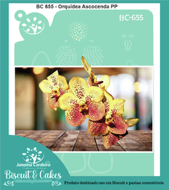 BC 655 - Orquídea Ascocenda PP