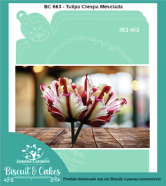 BC 663 - Tulipa Crespa Mesclada