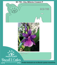 BC 795 - Orquídea Miltonia Clowesii