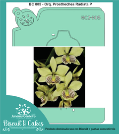BC 805 - Orquídea Prosthechea Radiata